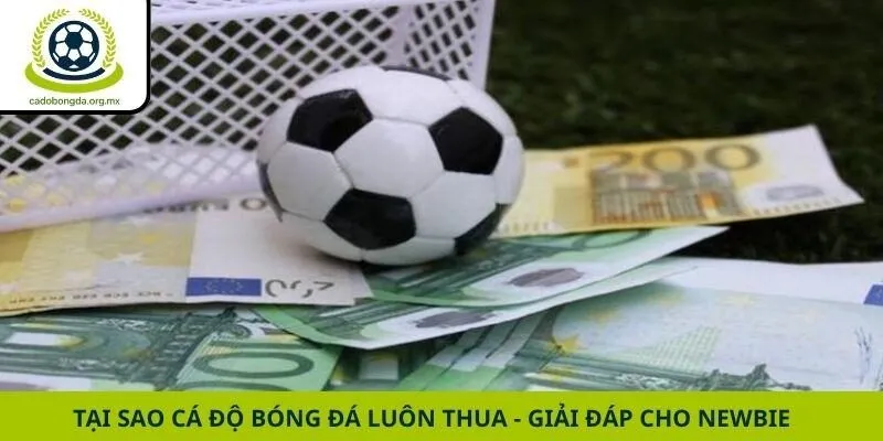Tại Sao Cá Độ Bóng Đá Luôn Thua - Giải Đáp Cho Newbie